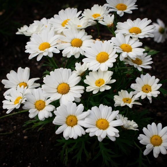 Meet your Posher, Megan - Picture 1 of 1